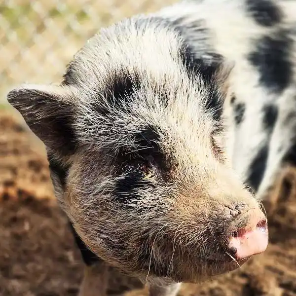 mini pig