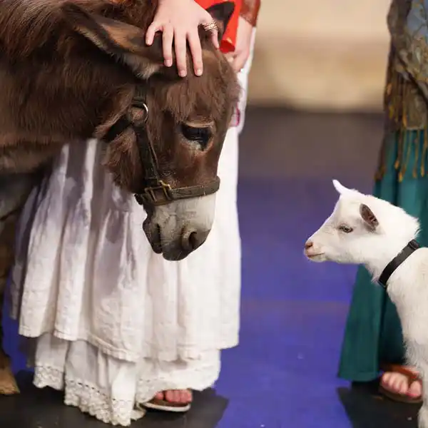 miniature donkey and Nigerian dwarf goat