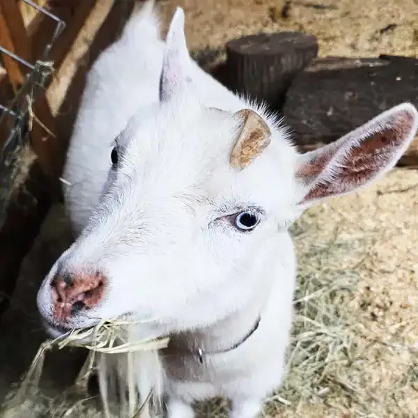 Nigerian dwarf goat