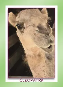 cleopatra the camel