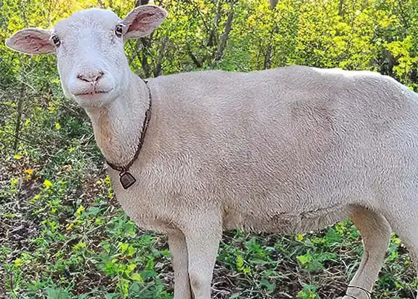 Katahdin sheep