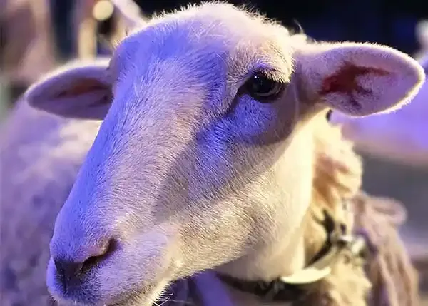 sheep