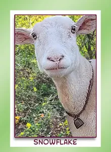 Katahdin sheep