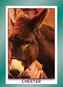 standard donkey