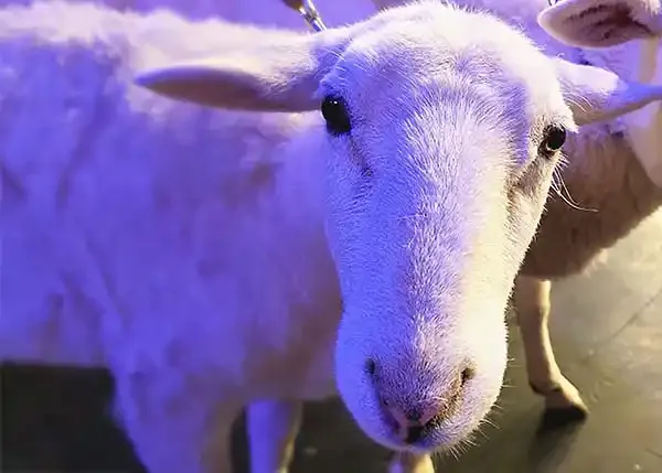 Katahdin sheep