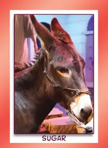 standard donkey