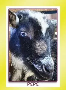 Nigerian dwarf goat