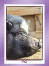 mini pig