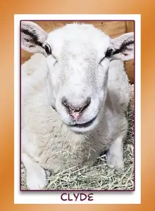 Katahdin sheep