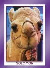 dromedary camel