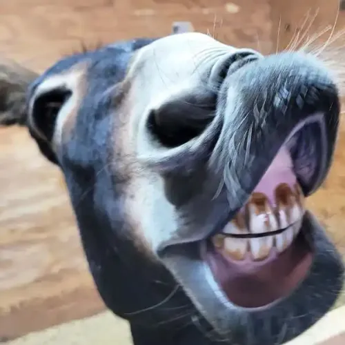 standard donkey smiling