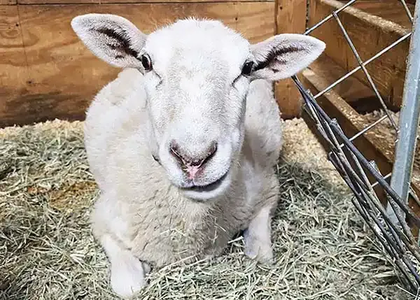 Katahdin sheep