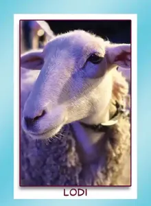 sheep