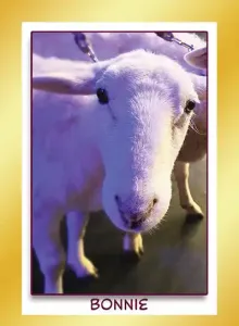 Katahdin sheep