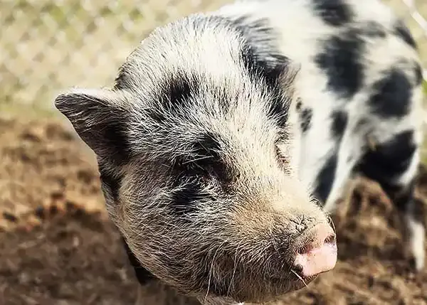 juliana potbelly mini pig