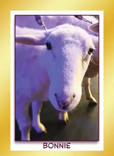 Katahdin sheep